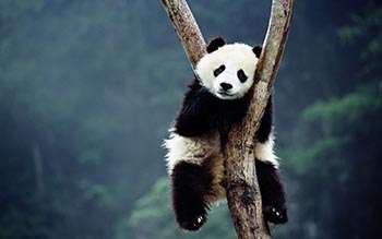 Travel Inside China Tourist Line Coupon